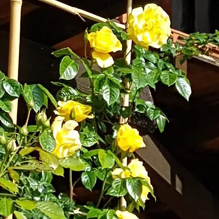 La Cascina Di Monia E Mario Bed & Breakfast